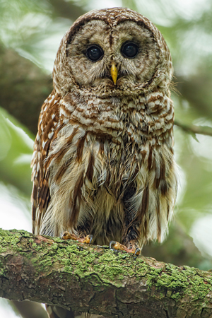 barred owl