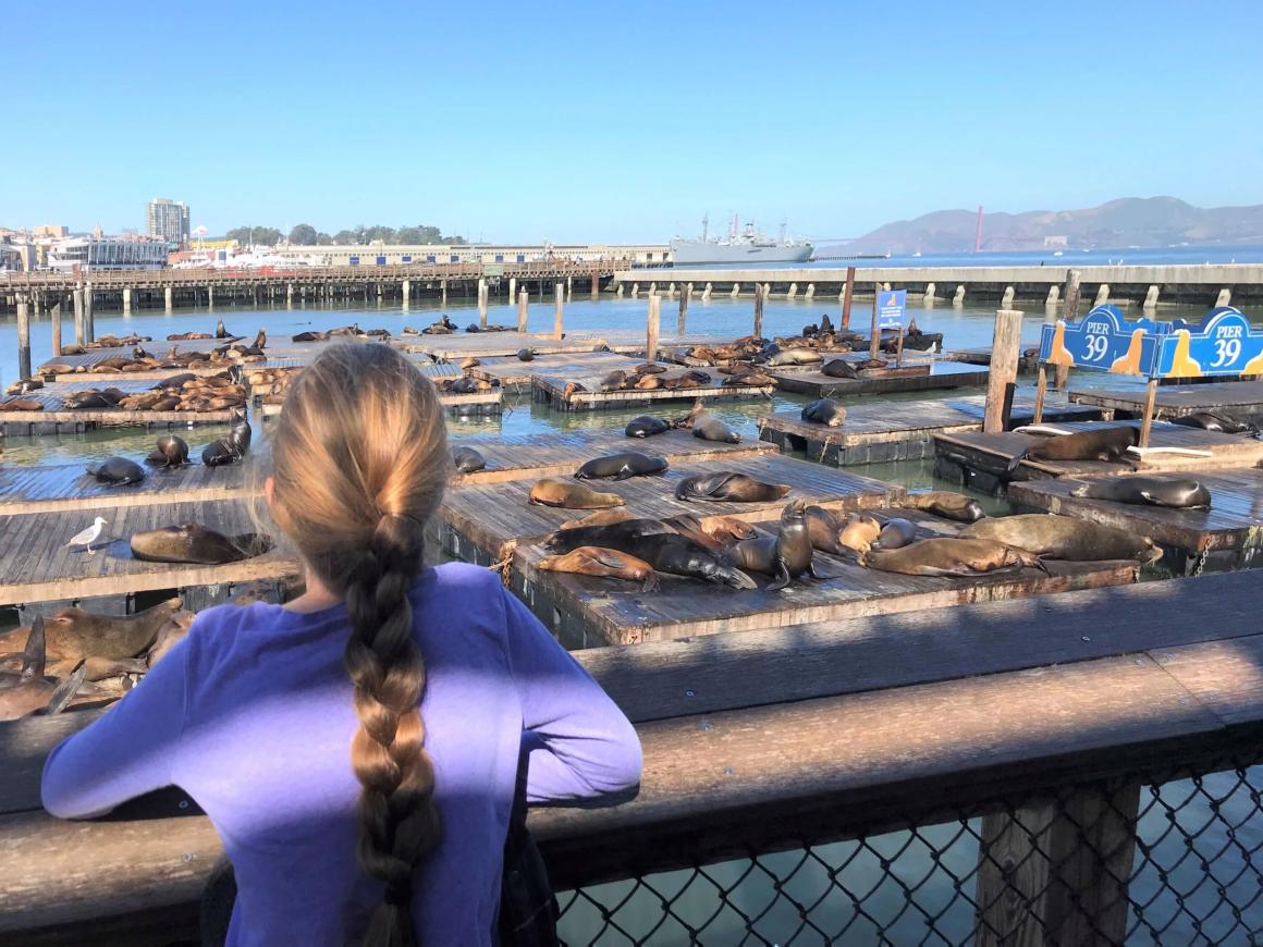 Sea lions at pier 39 in San Francisco