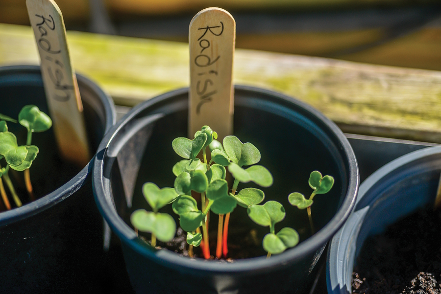 seedlings in a cup with a labeled stick 