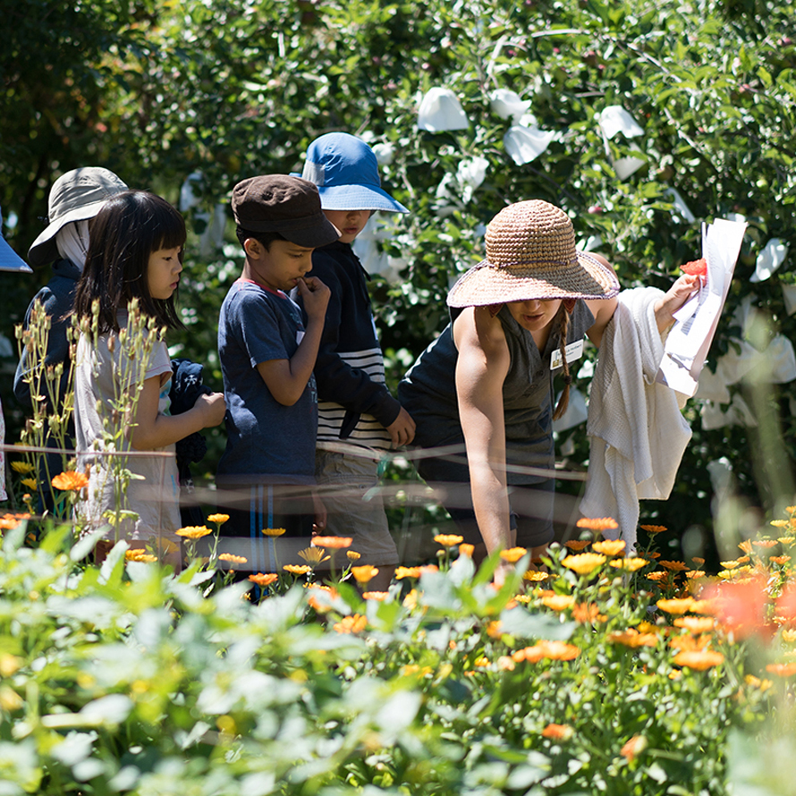 seattle tilth kids in a garden