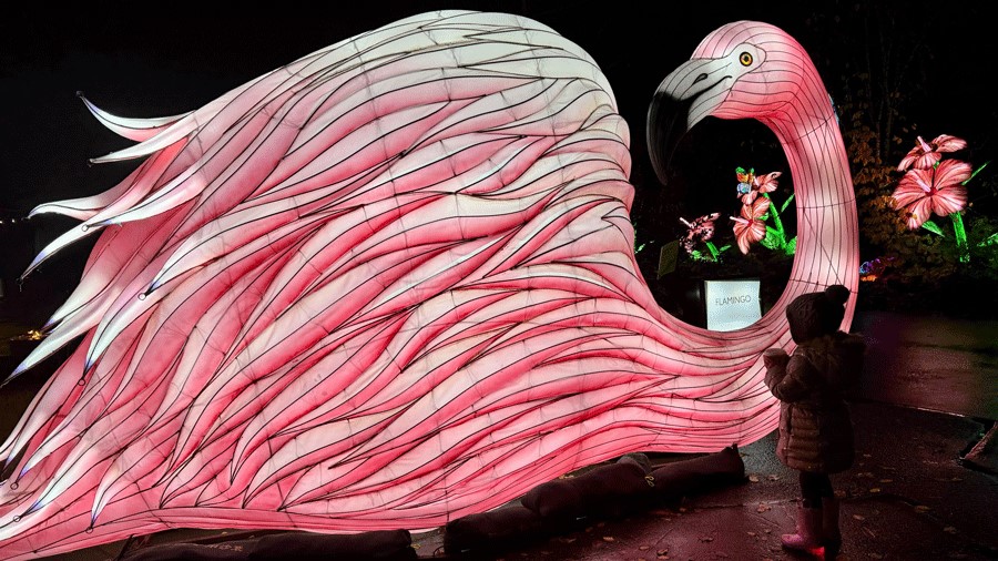 young girl sipping hot cocoa admiring a flamingo lantern at the zoo in Seattle 