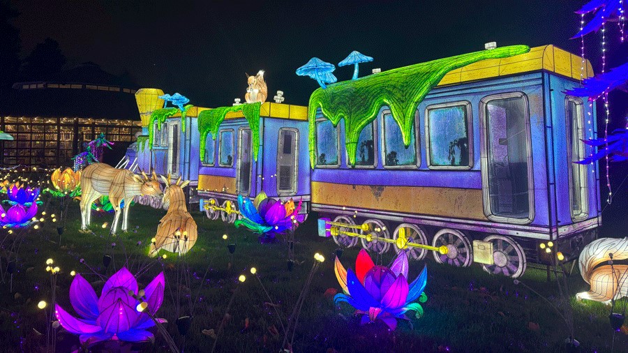 colorful train at WildLanterns, a seasonal light display in Seattle