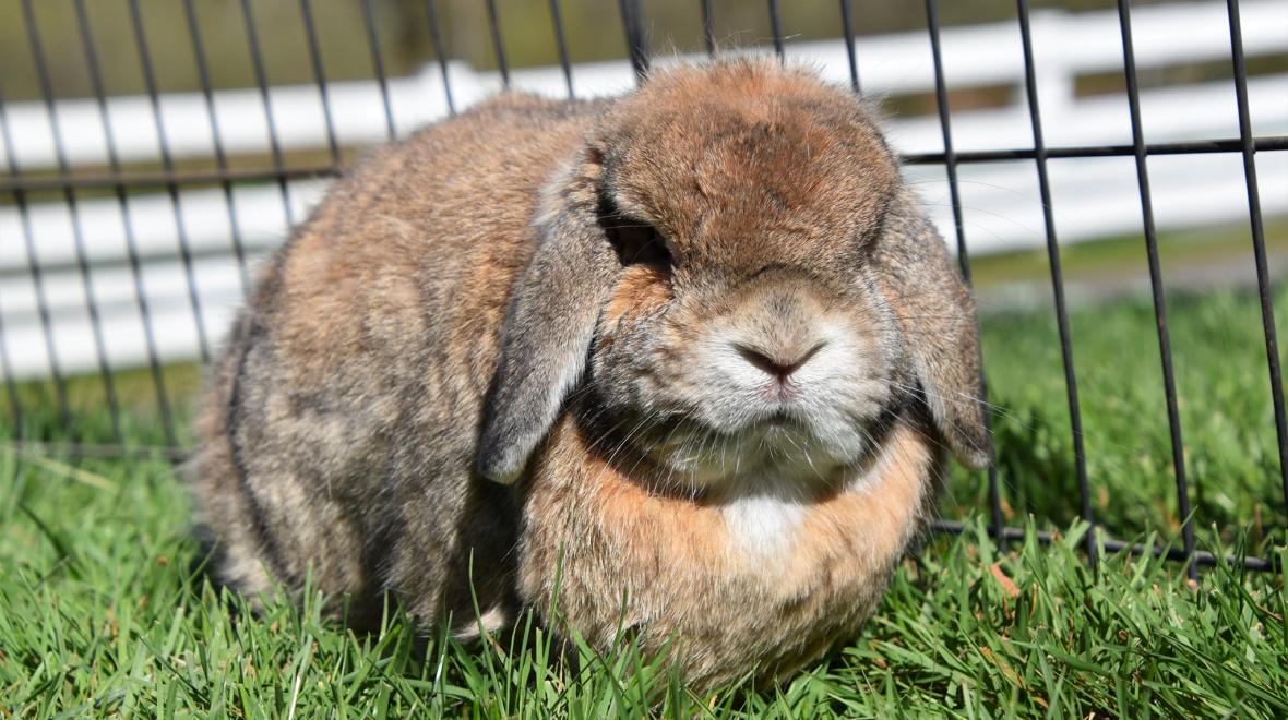 Hazel the bunny at Kelsey Creek Farm Park in Bellevue best farms and petting zoos for Seattle area families