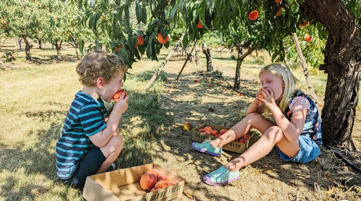 Children sitting under a peach tree eating fresh picked peaches 