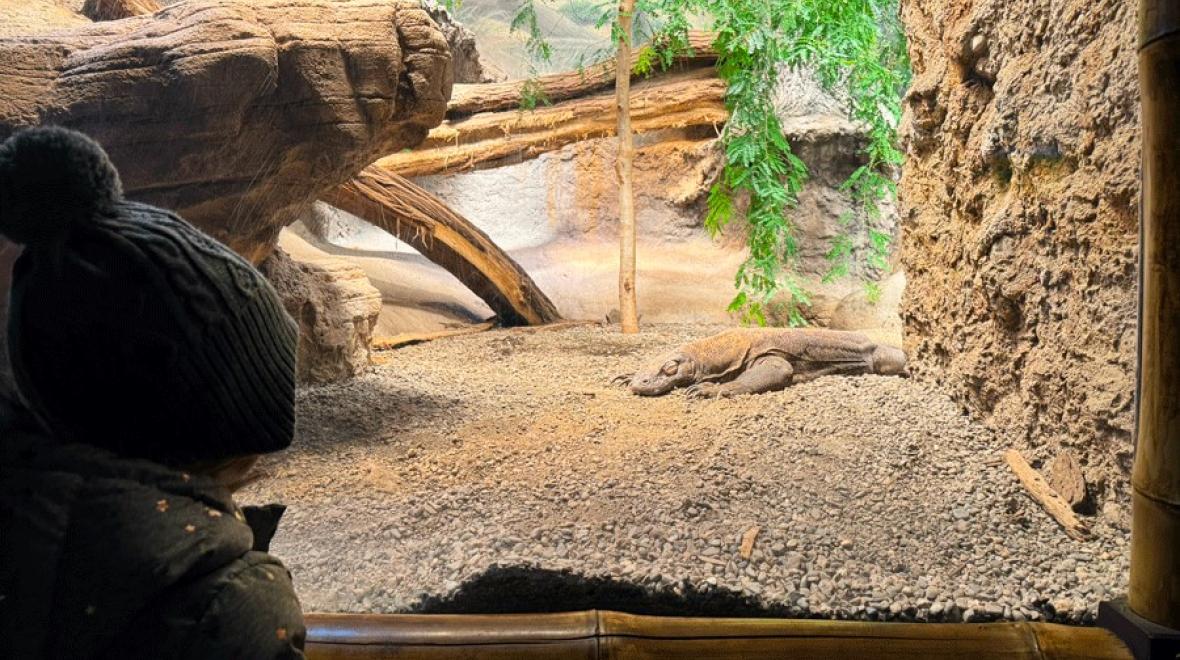 Young girl looking at Komodo dragon at Seattle's Woodland Park Zoo during winter break